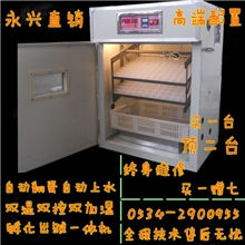 供应专业原装出雏一体化蛋鸡、鸽子、鹌鹑孵化机