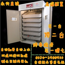 供应永兴牌专业原装煤电两用鸽子、鹌鹑孵化机