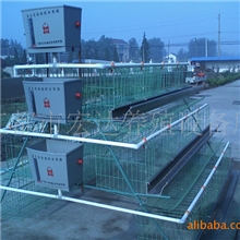 鸡笼厂供应鸭笼蛋鸭笼阶梯笼具鸡笼设备