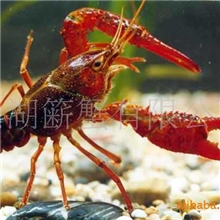 大量供应盱眙，淡水龙虾，肉质饱满，自产自销，批发零售。