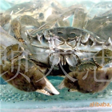 大量供应溱湖簖蟹批发零售我们期待您的选购？