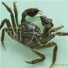 专业养殖，自产自销，物廉价美，量大从优，批发零售。