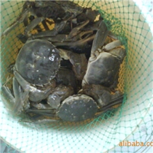 批发零售，量大从优，脂黄丰满，肉嫩鲜美，珍品佳肴，货真价实。