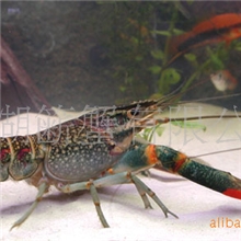 供应盱眙龙虾大闸蟹，肉质饱满，自产自销，量大从优，批发零售。