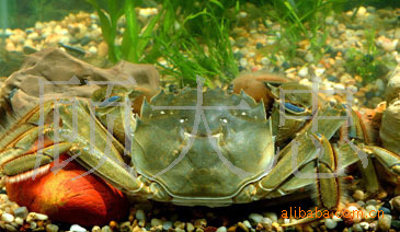 批发零售，量大从优，送礼首选。