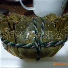 供应专业养殖，自产自销，物廉价美，量大从优，批发零售。