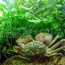 成蟹批发，专业养殖，自产自销，诚信合作，欢迎广大新老客户订购