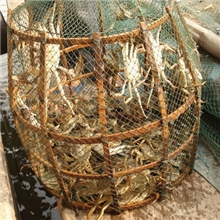 母蟹3.5-3.0两500.00元10只包邮螃蟹大闸蟹批发螃蟹