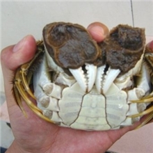 大闸蟹礼盒公3.5-3.9母2.5-2.9/4对礼盒装顺丰包邮