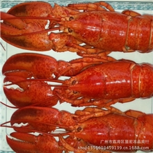 【显宏】冷冻水产品熟冻波士顿龙虾广州冻品批发