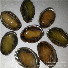 【显宏】冷冻粗加工水产品速冻鲍鱼大连鲍鱼规格齐全厂家直销