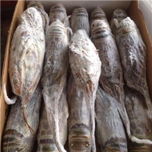 美国小蜜蜂龙虾