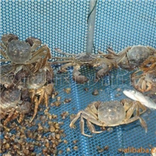 【专业直销】供应优惠销售梁子湖优质大闸蟹（图）