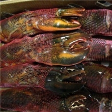 生冻波斯顿龙虾生波龙