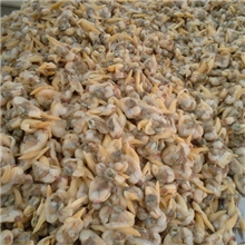 供应优质杂色蛤