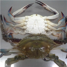 供应优质梭子蟹/切蟹
