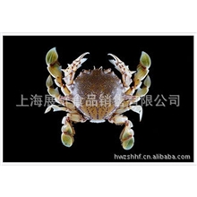 上等品质优质热销低价沙蟹高档水产品