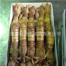 【优质推荐】供应冷冻水产品肉质鲜嫩富贵虾美味可口（图）