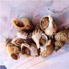 【优质推荐】供应美味海鲜法国白螺量大从优（图）