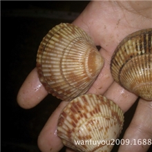 特价供应大连海鲜优质新鲜活鸟贝