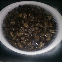 精品大连小香螺大连特产小香螺优质大连小香螺