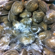销售大连海鲜味道鲜美天鹅蛋大蛤
