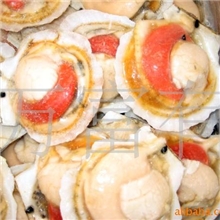 供应大连海鲜优质夏威夷扇贝半壳贝