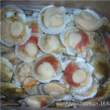 供应大连海鲜优质夏威夷扇贝半壳贝新鲜虾夷扇贝半壳贝