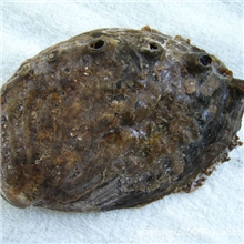 供应大连极品野生鲍鱼礼品装