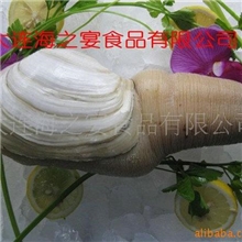 供应象拔蚌/冷冻水产品/日式料理