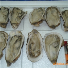 供应半壳生蚝，海蛎子，牡蛎