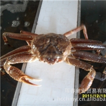 板蟹自运朝鲜鳕蟹大板蟹自有船队货源充足优质低价时价