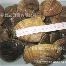 黄贝朝鲜野生鲜活大黄贝优质大量批发自有船队加工厂