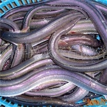 优质海鳗青鳗订购加工