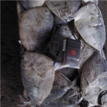 大量供应刀鲳鱼、皮刀鱼!!