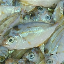 大量供应松叶,花苍!!