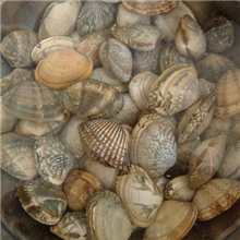 大量供应花蛤,血蛤,泥蚶!