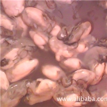 大量供应海蛎苗,蚝苗,太平洋牡蛎苗！