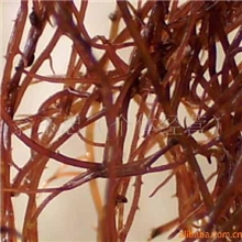 供应新鲜龙须菜