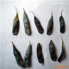 板兰根种籽批发板蓝根大青叶