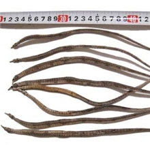 药食两用渔民船捞自晒野生海龙特级三角龙小海蛇1KG