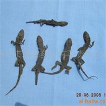 供应壁虎，天龙药材