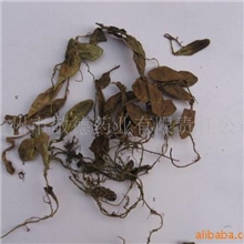 供应抱石莲鱼鳖草