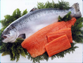 供应三文鱼/马哈/大连海螺