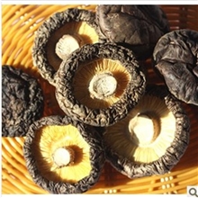 香菇干货蘑菇根短肉厚香味十分500克一斤现货