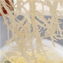 海鲜干货龙须菜干极品石花菜干珊瑚草鹿角菜麒麟菜海冻菜