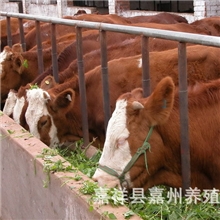 供应肉牛养殖-三元杂交牛-肉牛牛犊