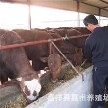 供应肉牛育肥牛架子牛肉牛犊西门塔尔，纯种公牛，