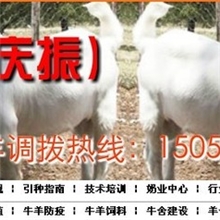 波尔山羊羊羔养殖@什么时间效益最高￥￥？盛鸿牧业