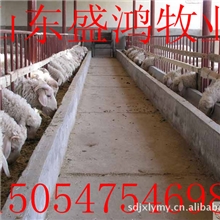 百度推广冬季怎样养殖@小尾寒羊羊羔@盛鸿牧业